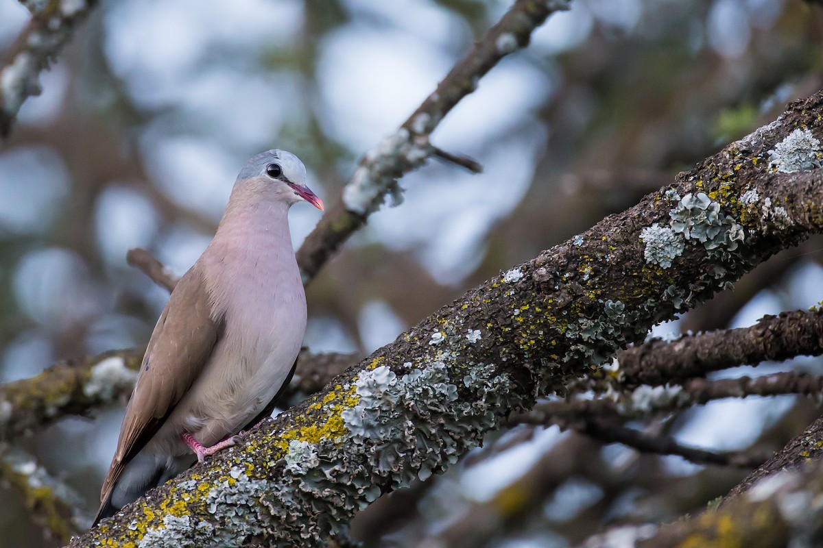 Blue-spotted Wood-Dove - Anonymous