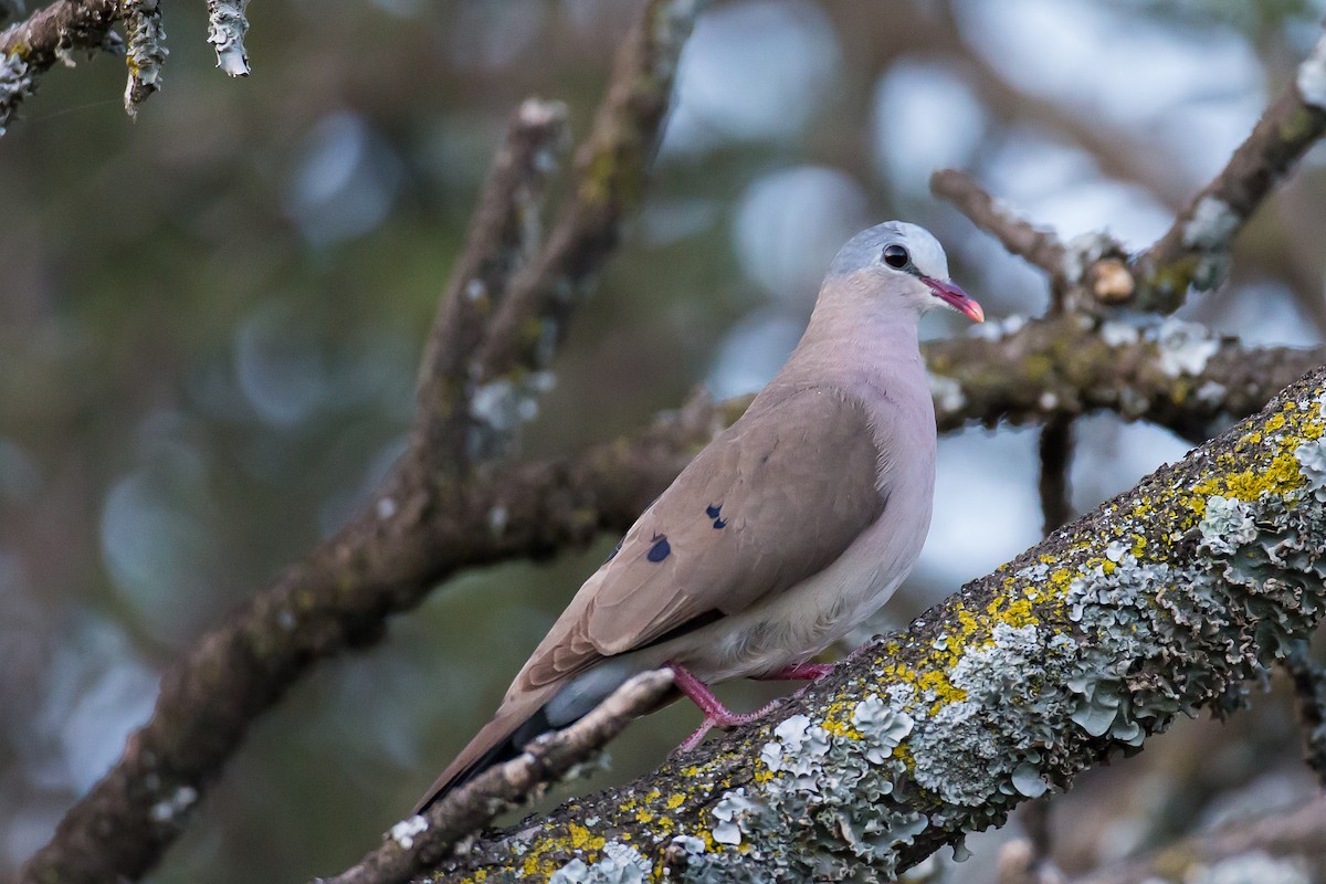 Blue-spotted Wood-Dove - ML616727416