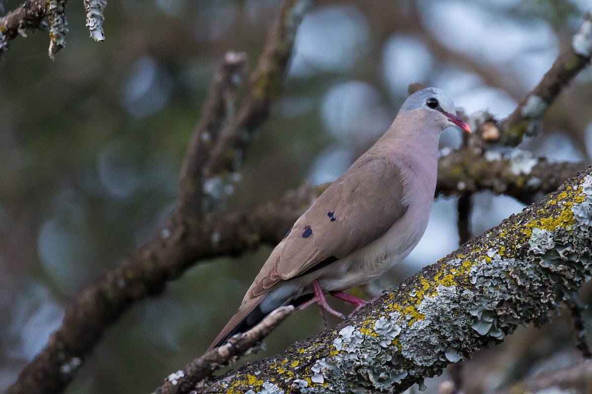 Blue-spotted Wood-Dove - Anonymous