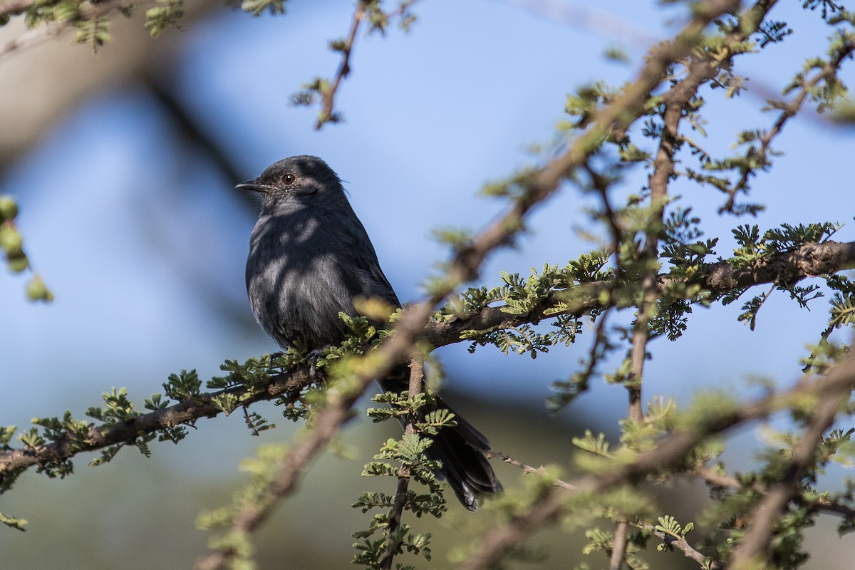 Northern Black-Flycatcher - Anonymous