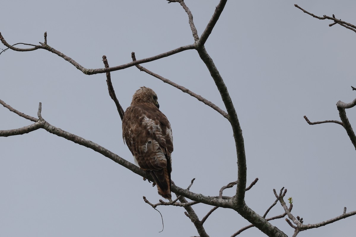 Red-tailed Hawk (jamaicensis) - ML616727490