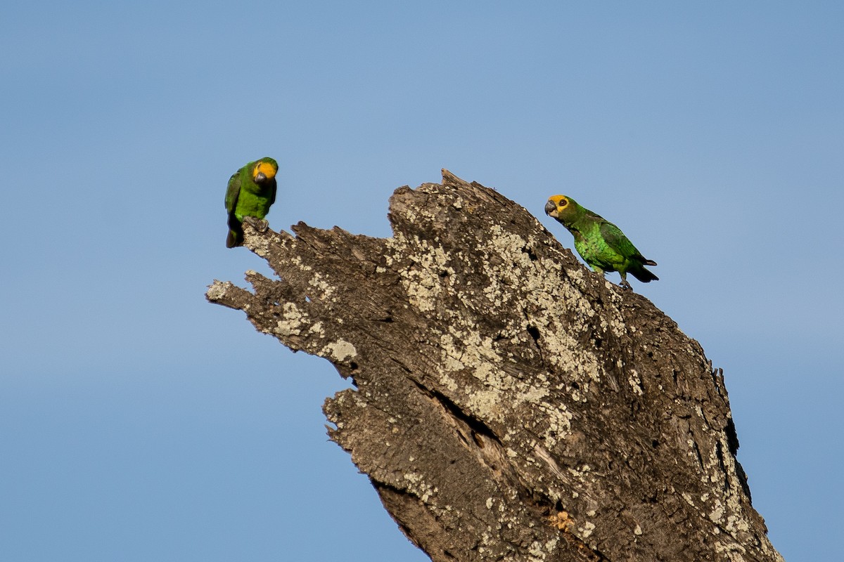 Yellow-fronted Parrot - ML616727522