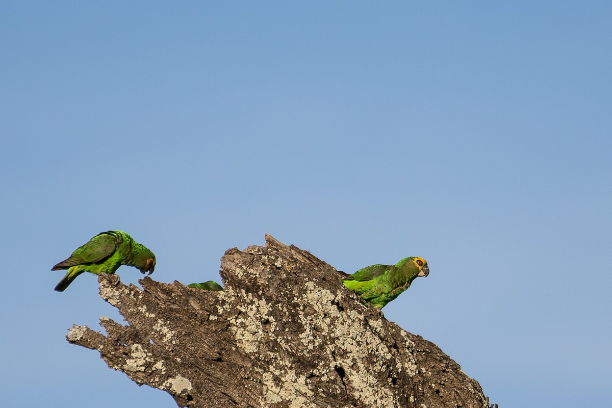 Yellow-fronted Parrot - ML616727523