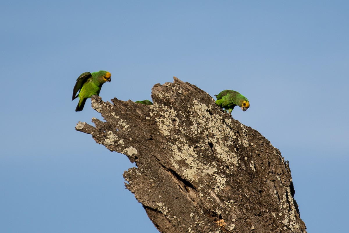 Yellow-fronted Parrot - ML616727524