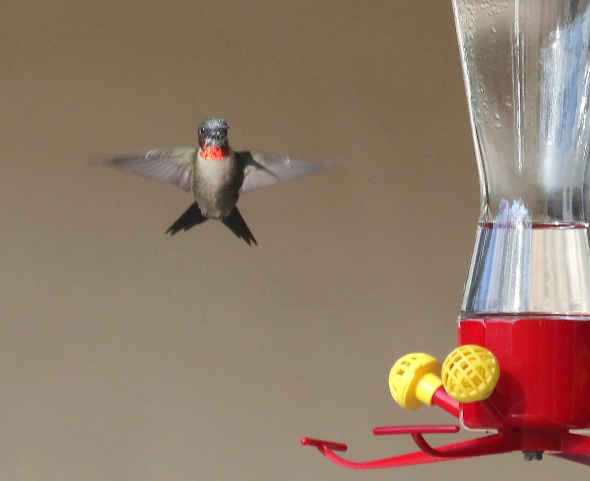 Ruby-throated Hummingbird - ML616727542
