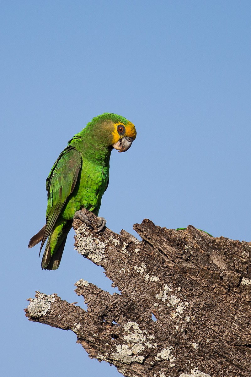 Yellow-fronted Parrot - ML616727545