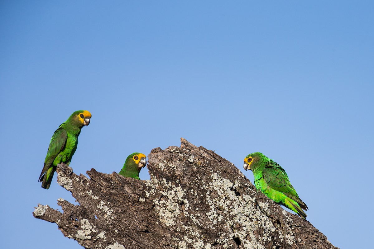 Yellow-fronted Parrot - ML616727549