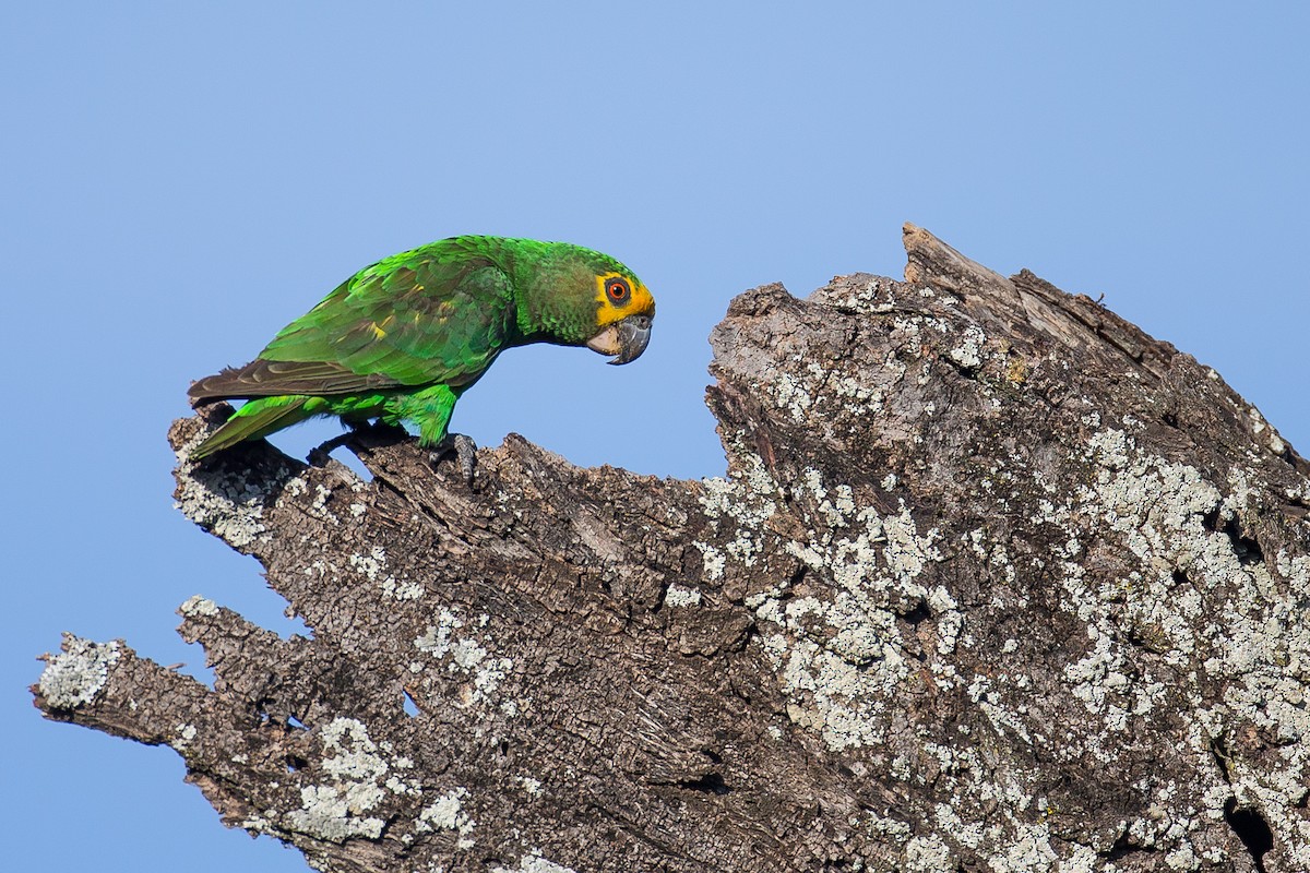 Yellow-fronted Parrot - ML616727567