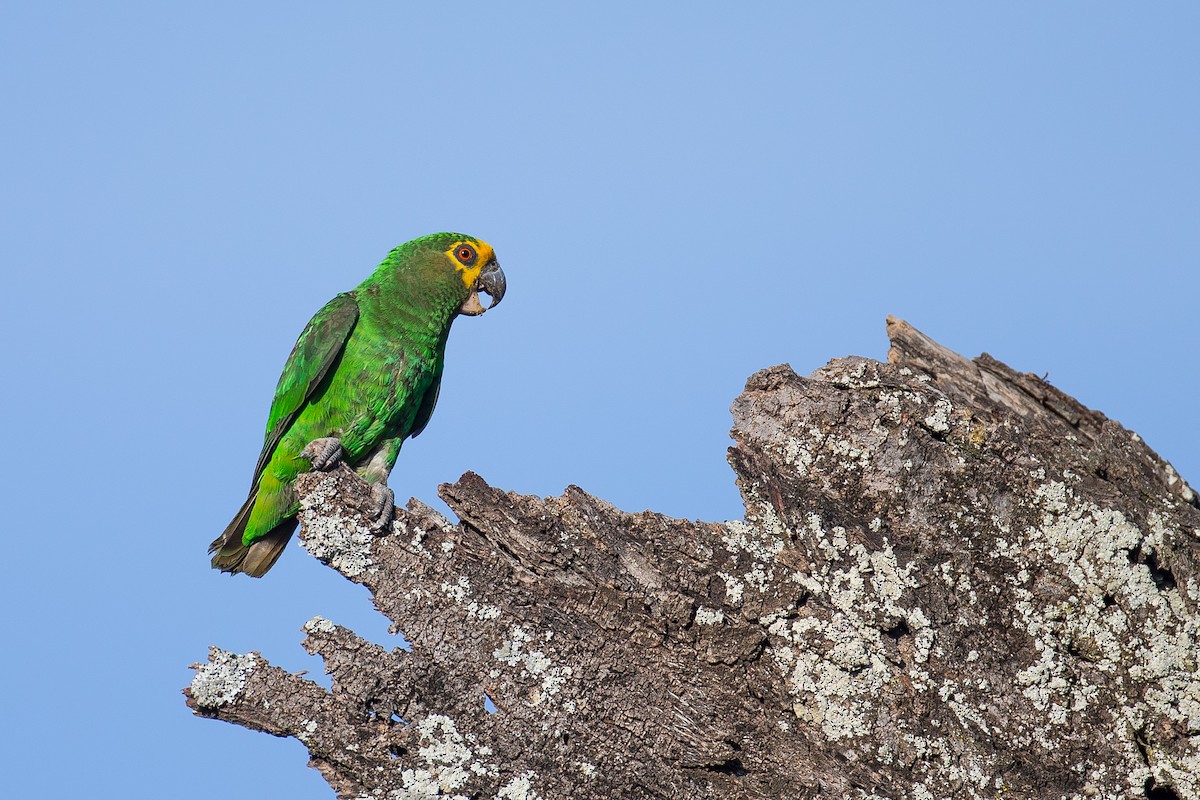Yellow-fronted Parrot - ML616727568