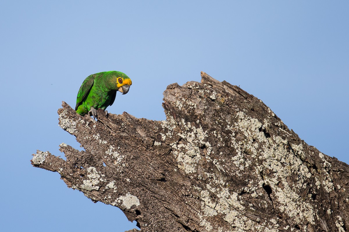 Yellow-fronted Parrot - ML616727569