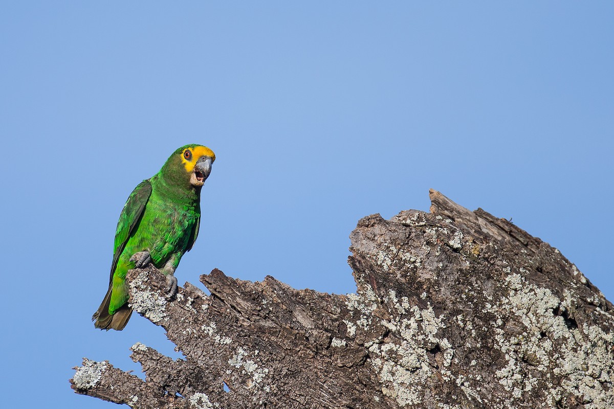 Yellow-fronted Parrot - ML616727572