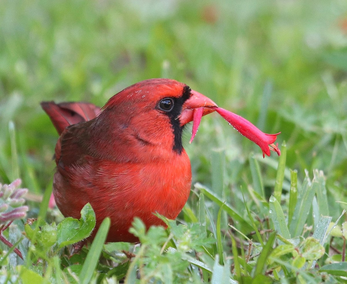 Cardinal rouge - ML616727673
