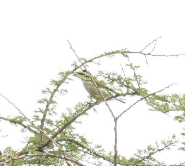 Red-fronted Barbet - ML616727735