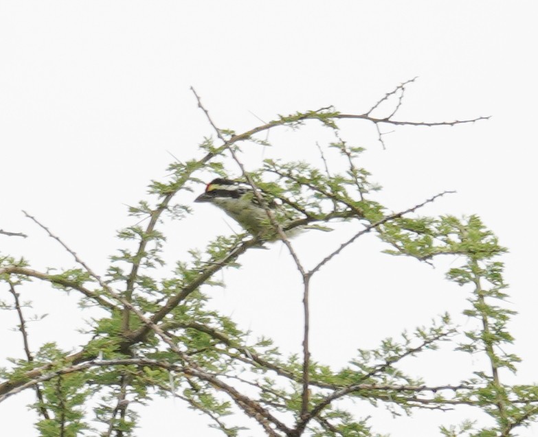 Red-fronted Barbet - ML616727737