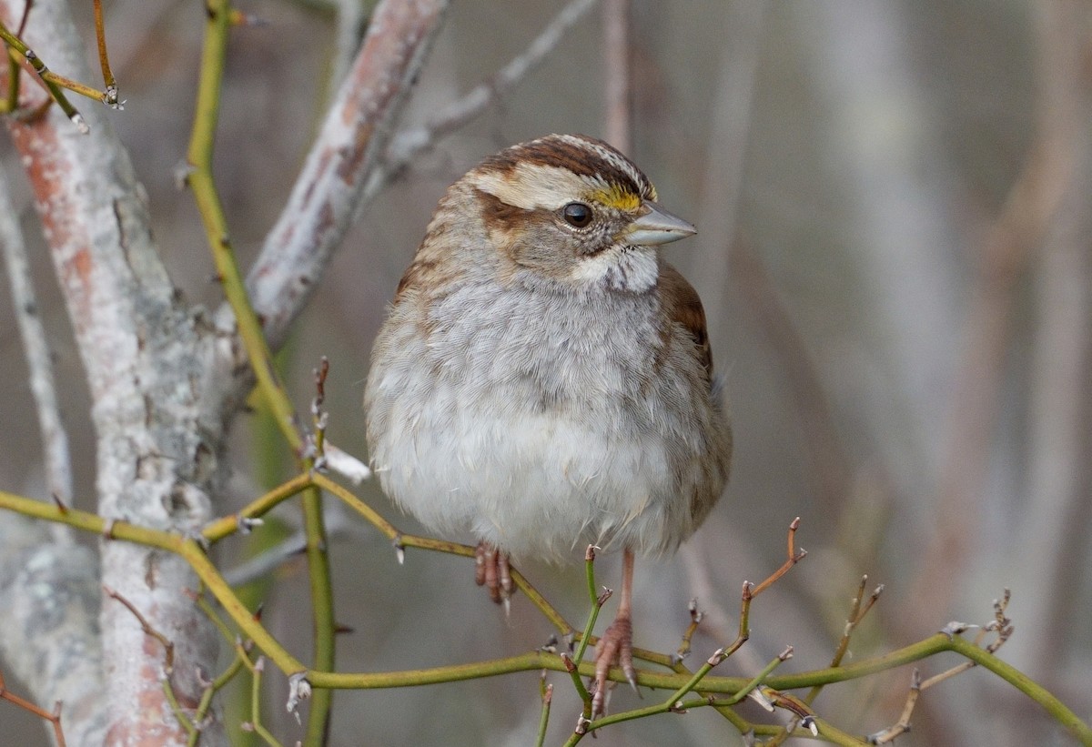 White-throated Sparrow - ML616727739