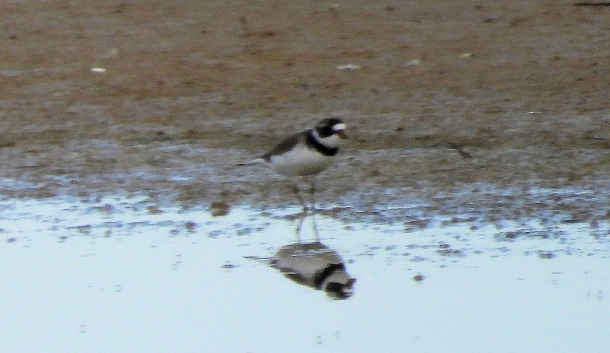 Semipalmated Plover - ML616727808