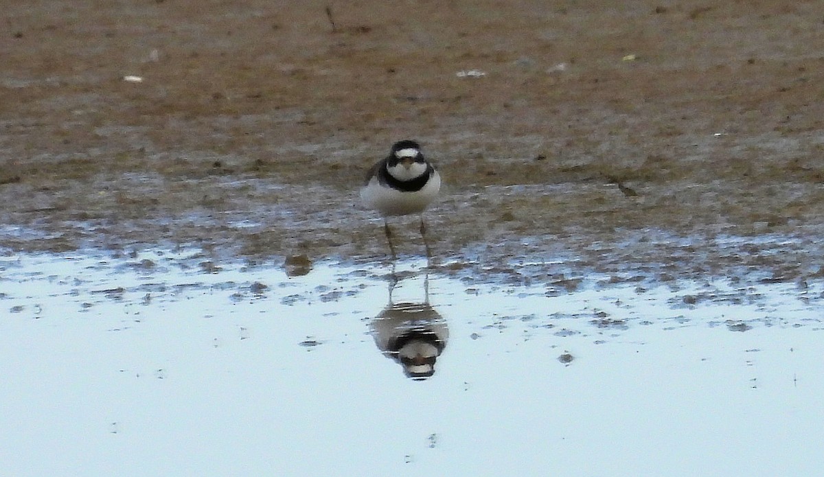 Semipalmated Plover - ML616727809