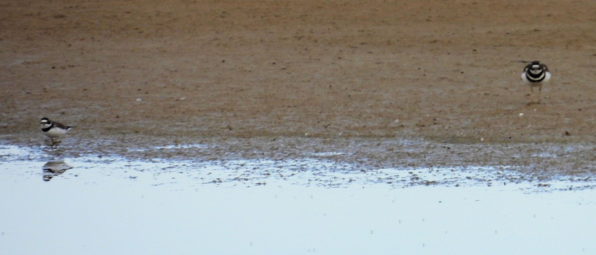 Semipalmated Plover - ML616727810