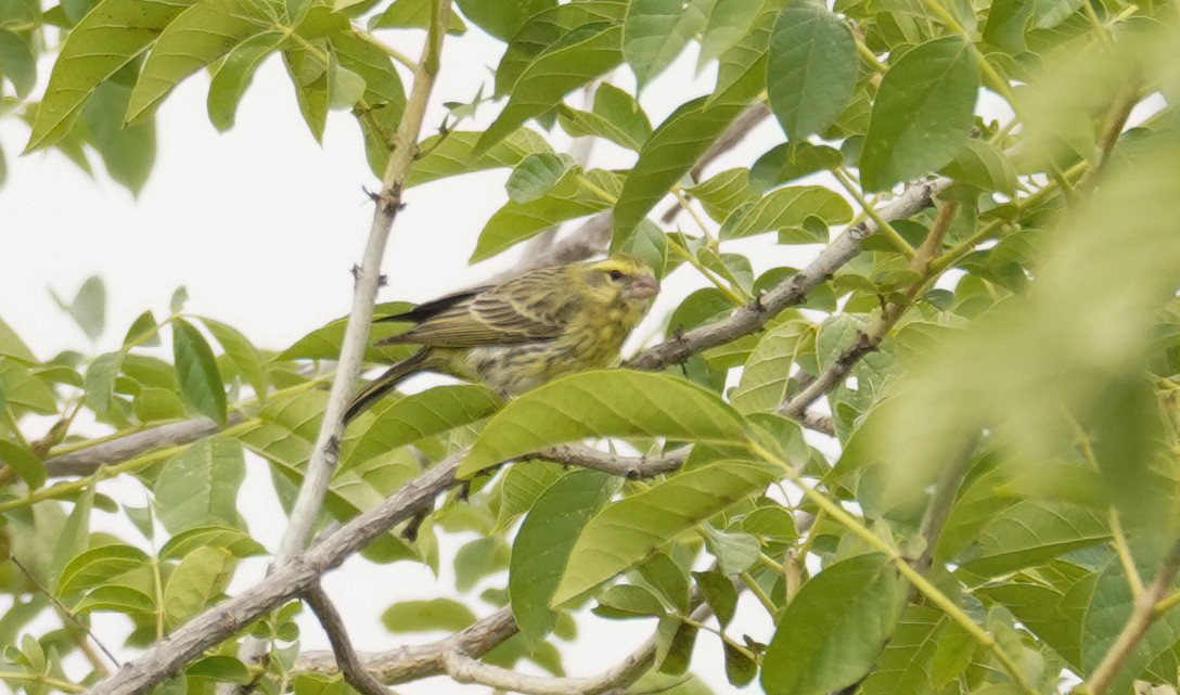 White-bellied Canary - ML616727815