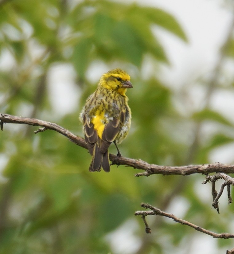 White-bellied Canary - ML616727816