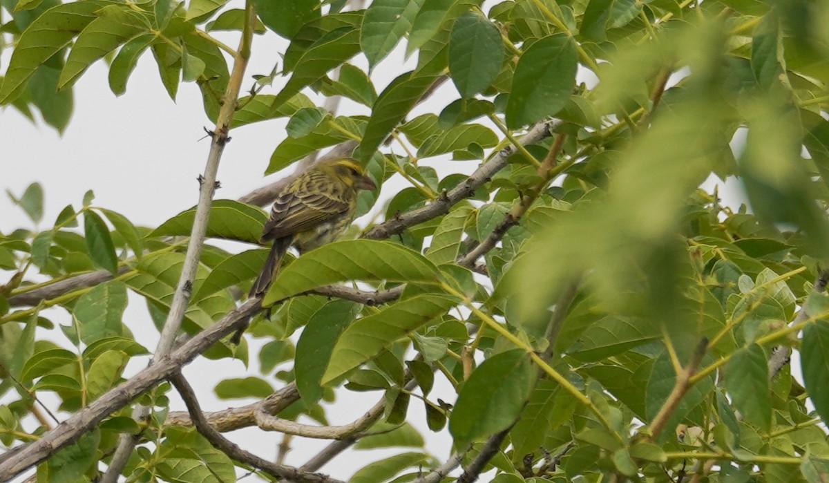 White-bellied Canary - ML616727817