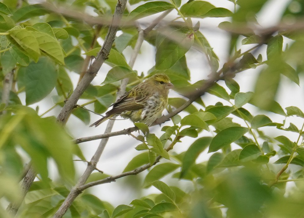 White-bellied Canary - ML616727841