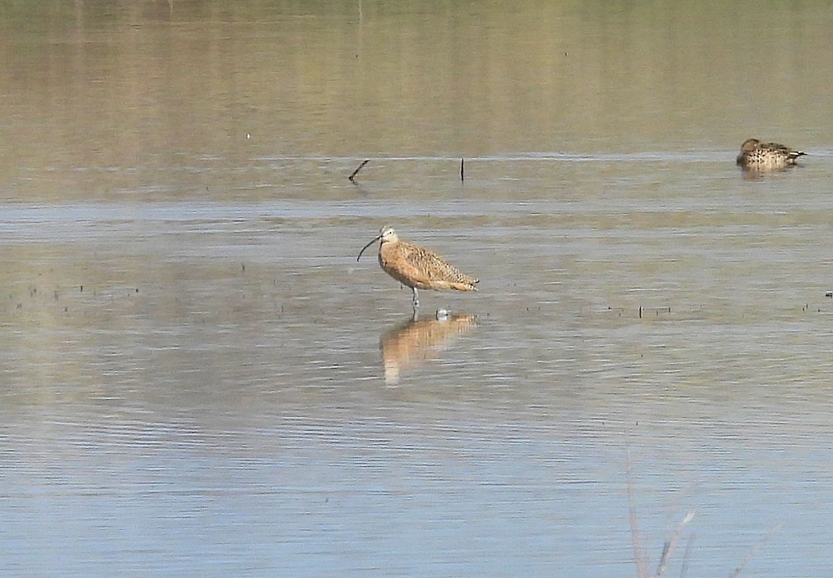 Long-billed Curlew - ML616727848