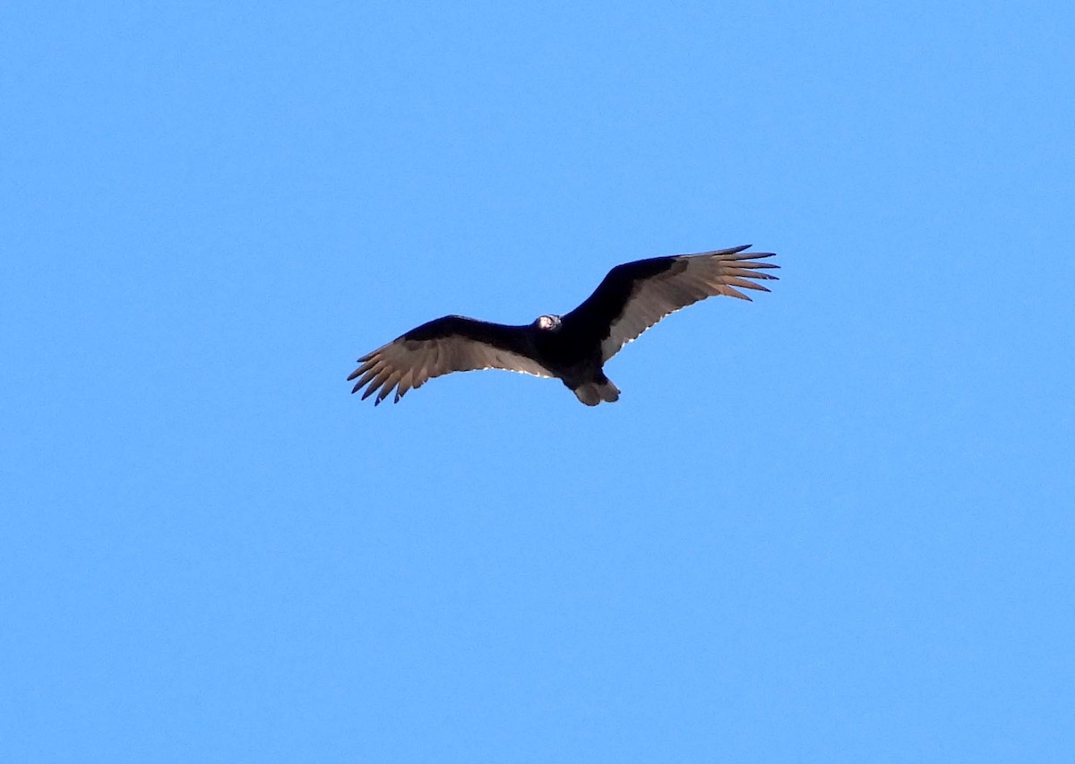 Turkey Vulture - ML616727922