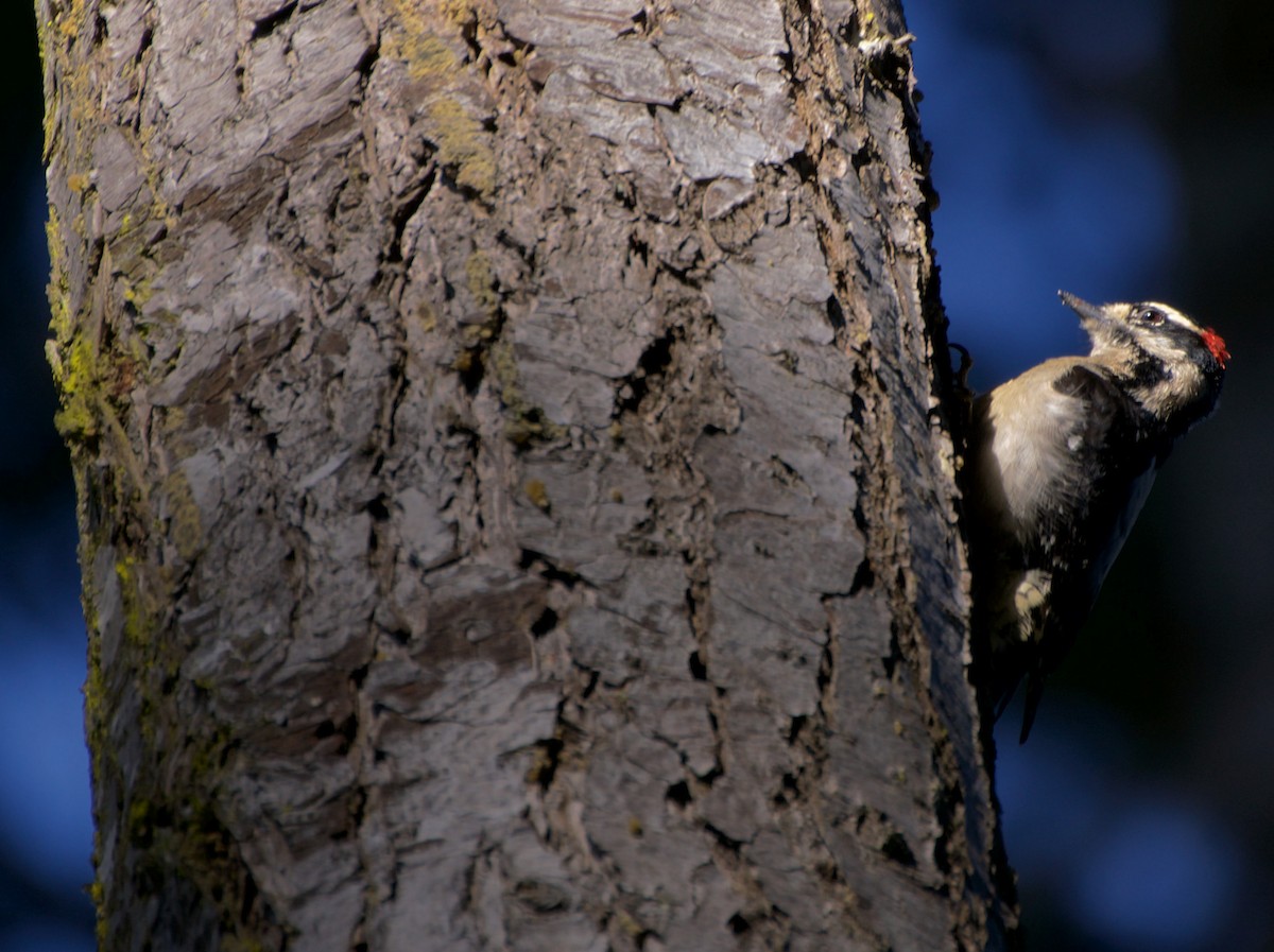Downy Woodpecker (Pacific) - ML616727996