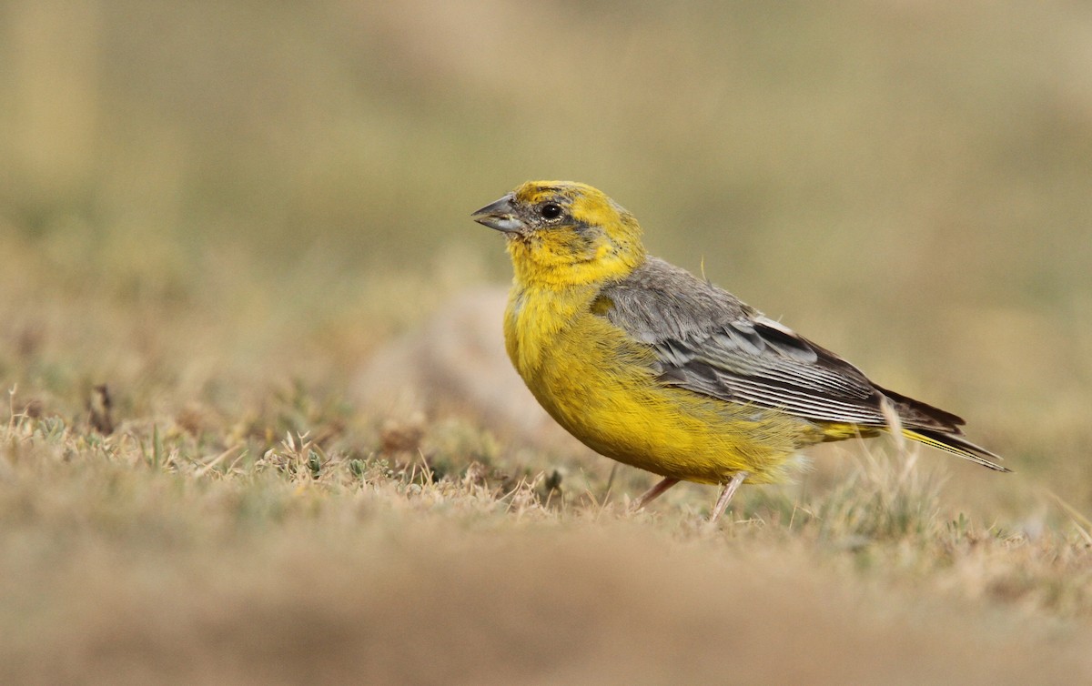 Bright-rumped Yellow-Finch - ML61672801