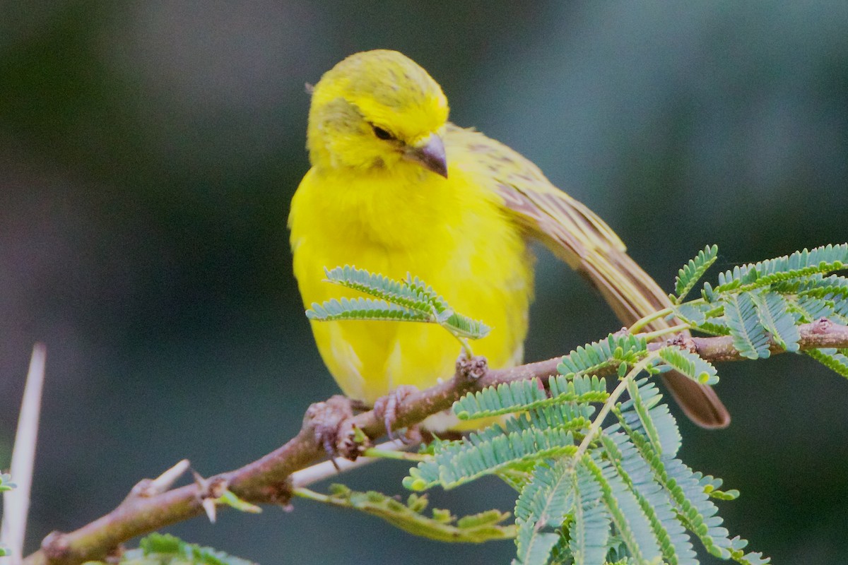 White-bellied Canary - ML616728022