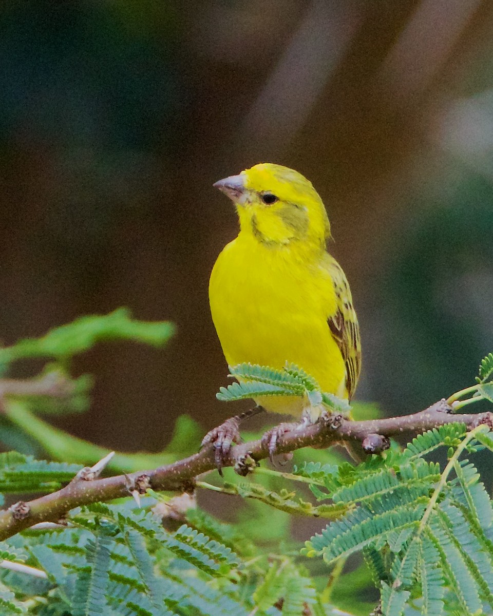 White-bellied Canary - ML616728023