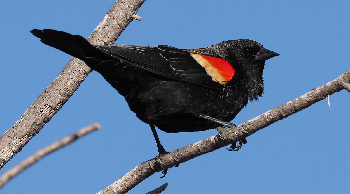 Red-winged Blackbird - ML616728048