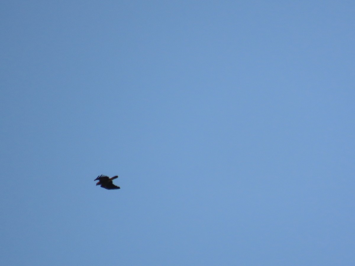 Lesser Spotted Eagle - ML616728095