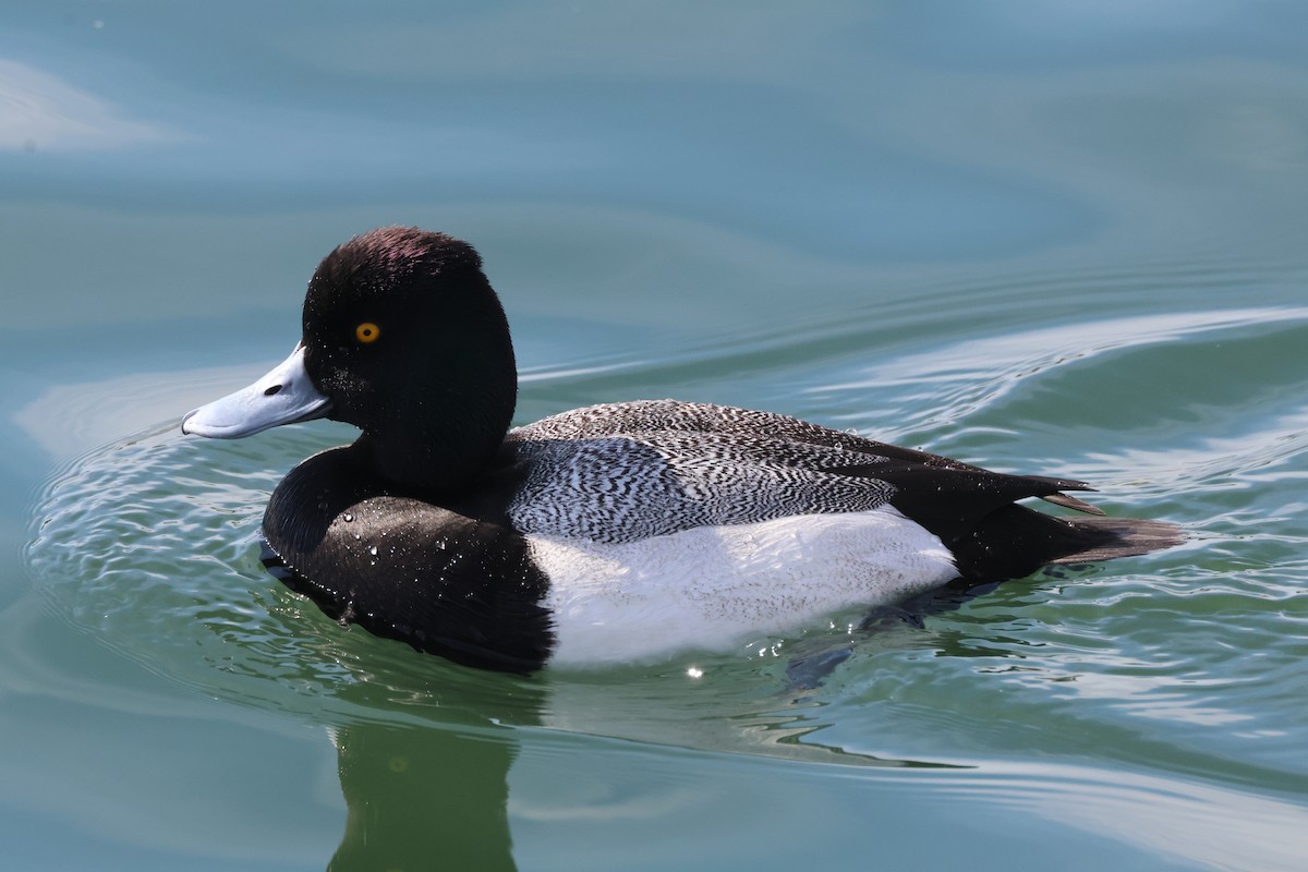 Lesser Scaup - Tracey Chan