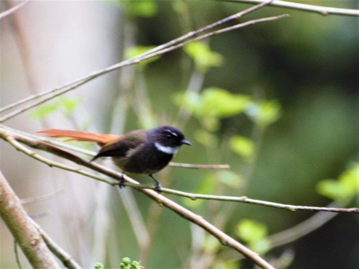 Rufous-tailed Fantail - ML616728184