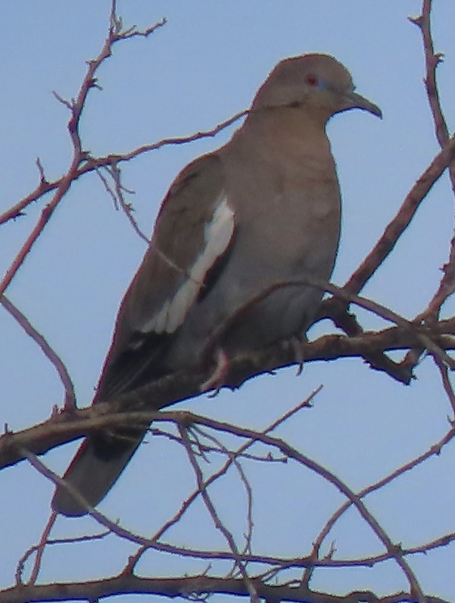 White-winged Dove - ML616728196