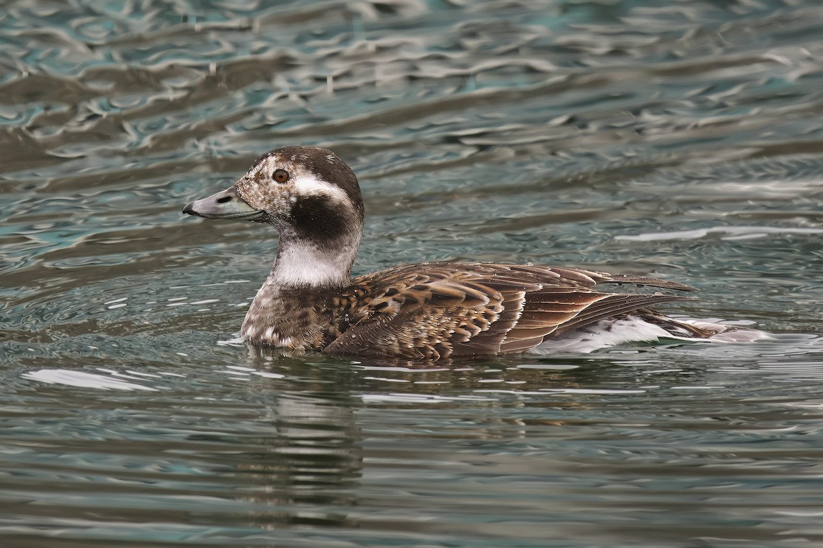 Long-tailed Duck - ML616728318