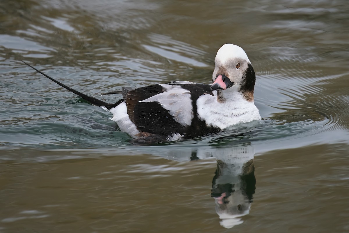 Long-tailed Duck - ML616728319