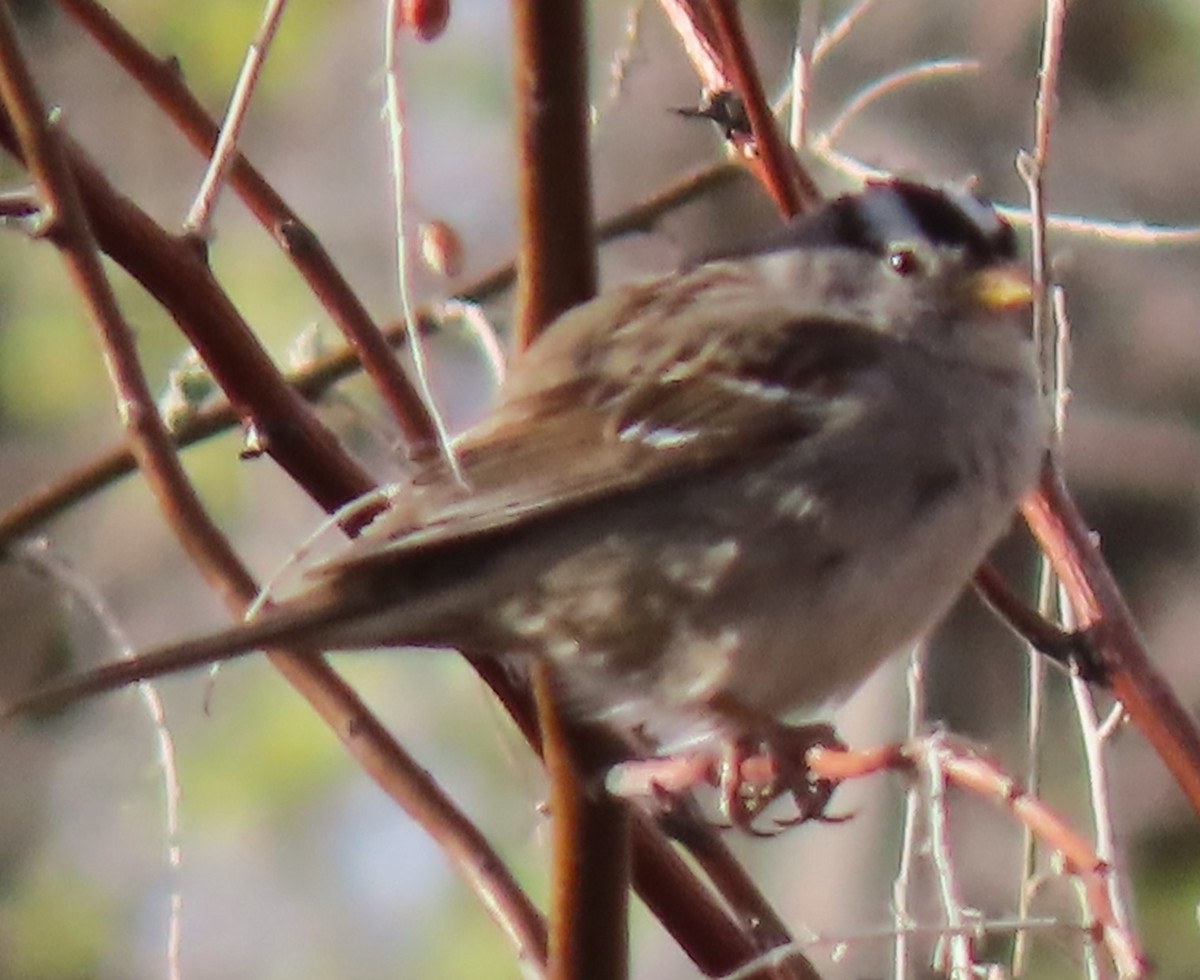White-crowned Sparrow - ML616728326
