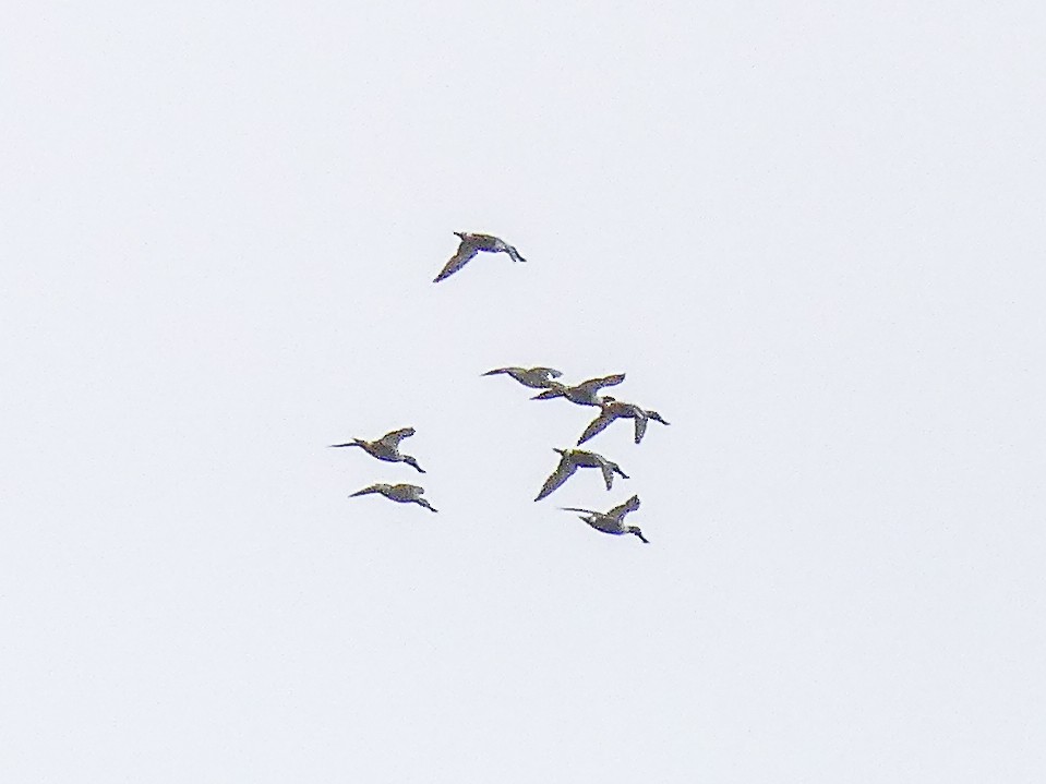 eBird Checklist - 31 Mar 2024 - Post Pond, Lyme - 16 species