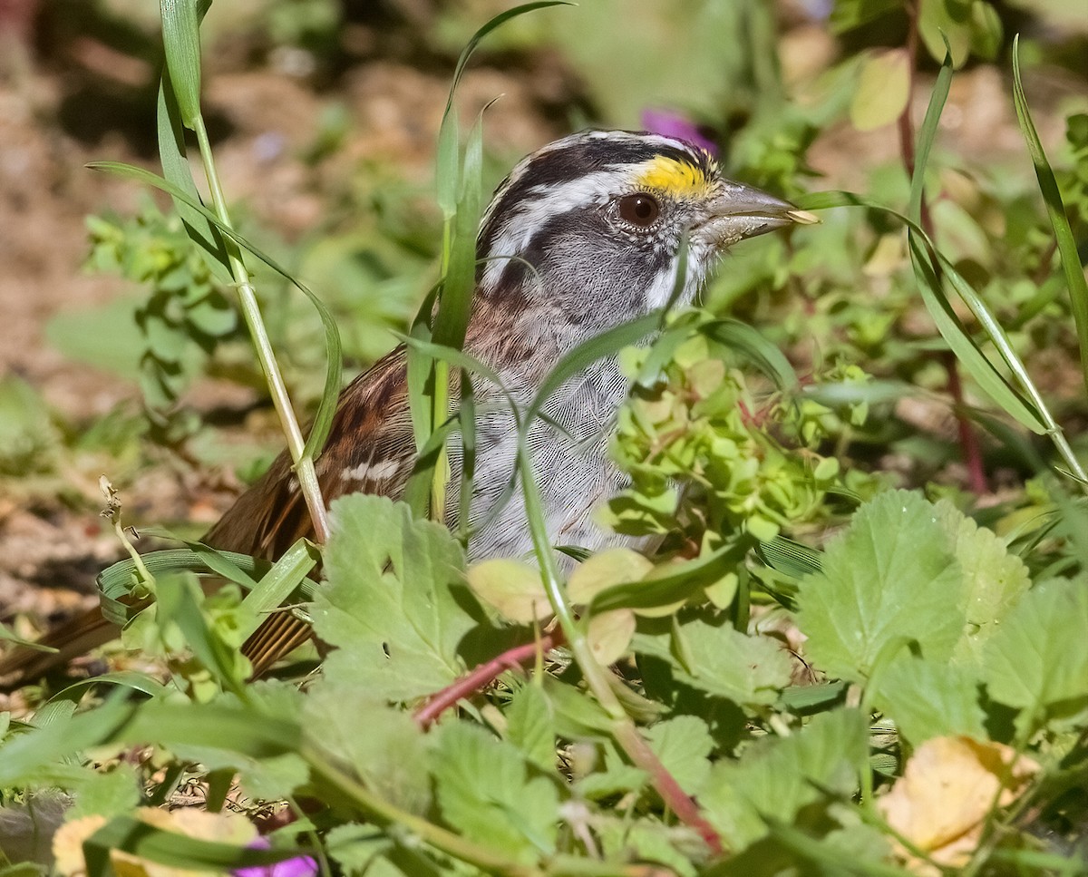 White-throated Sparrow - ML616728590