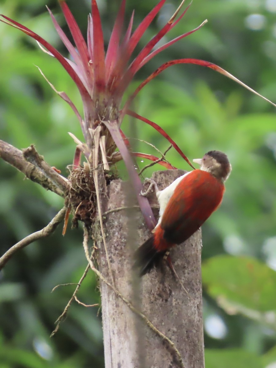 Scarlet-backed Woodpecker - ML616728666