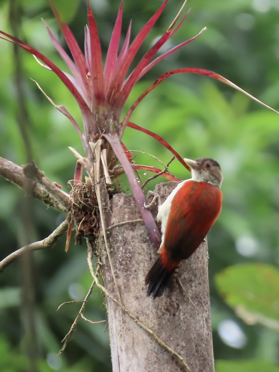 Scarlet-backed Woodpecker - ML616728668