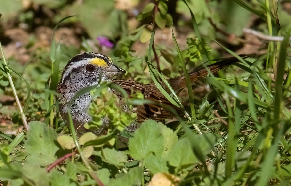 White-throated Sparrow - ML616728692