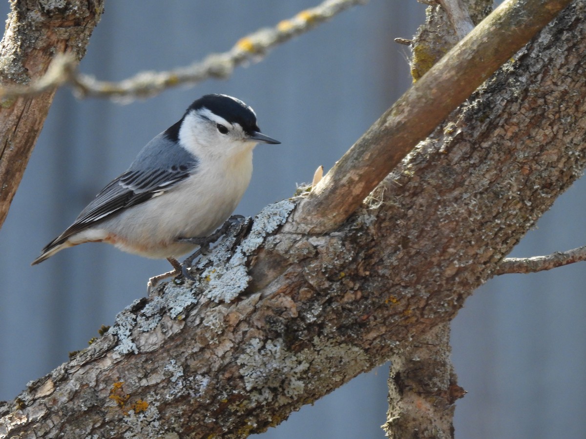 White-breasted Nuthatch - ML616728844
