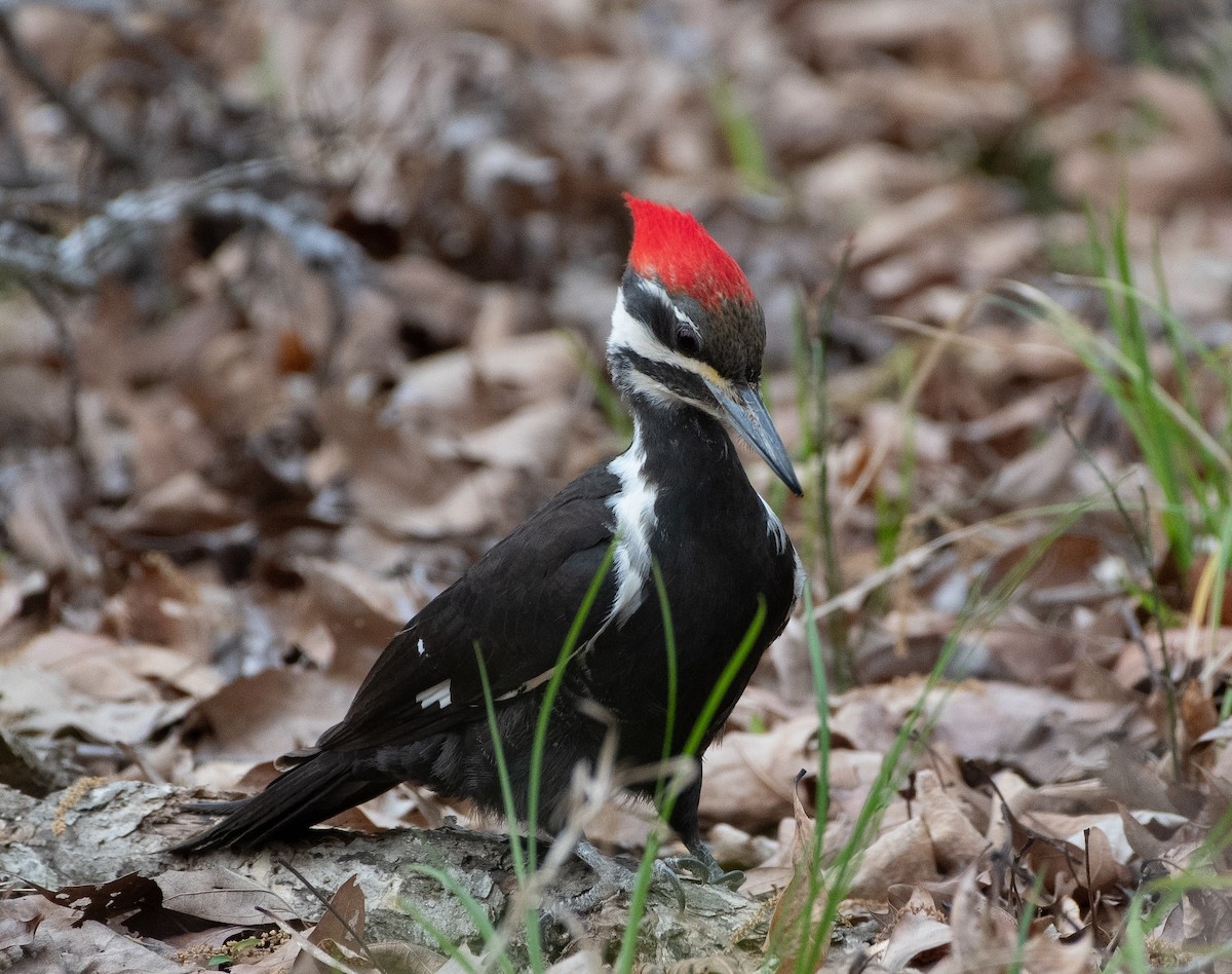 Pileated Woodpecker - ML616728973