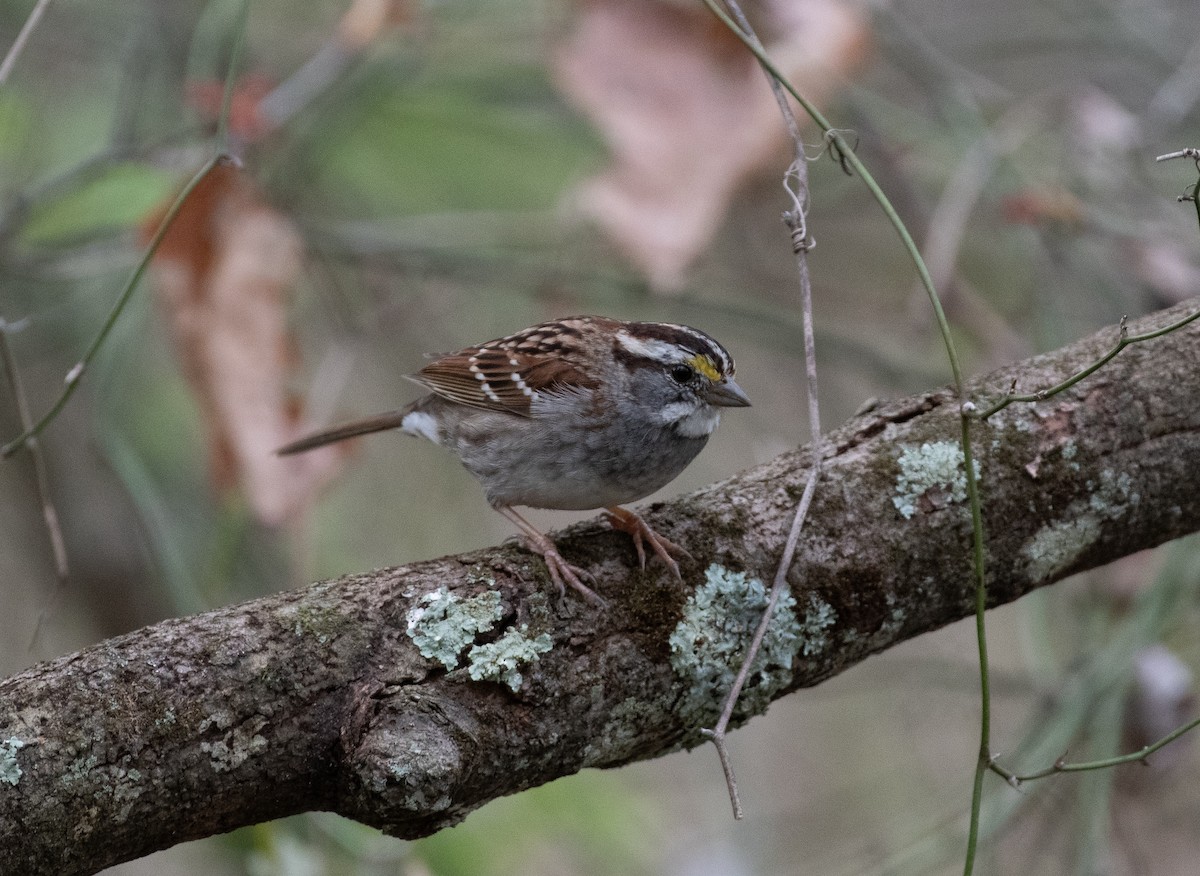 White-throated Sparrow - ML616728979