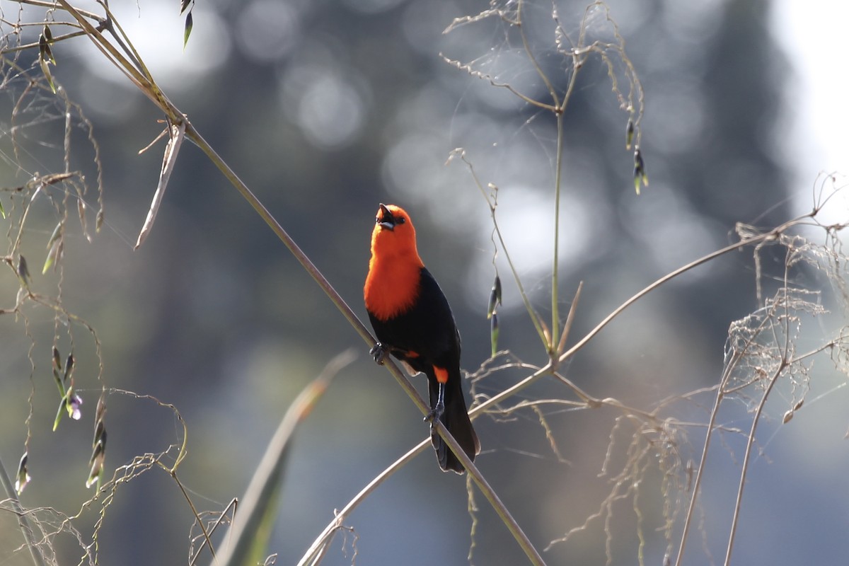 Scarlet-headed Blackbird - ML616728988