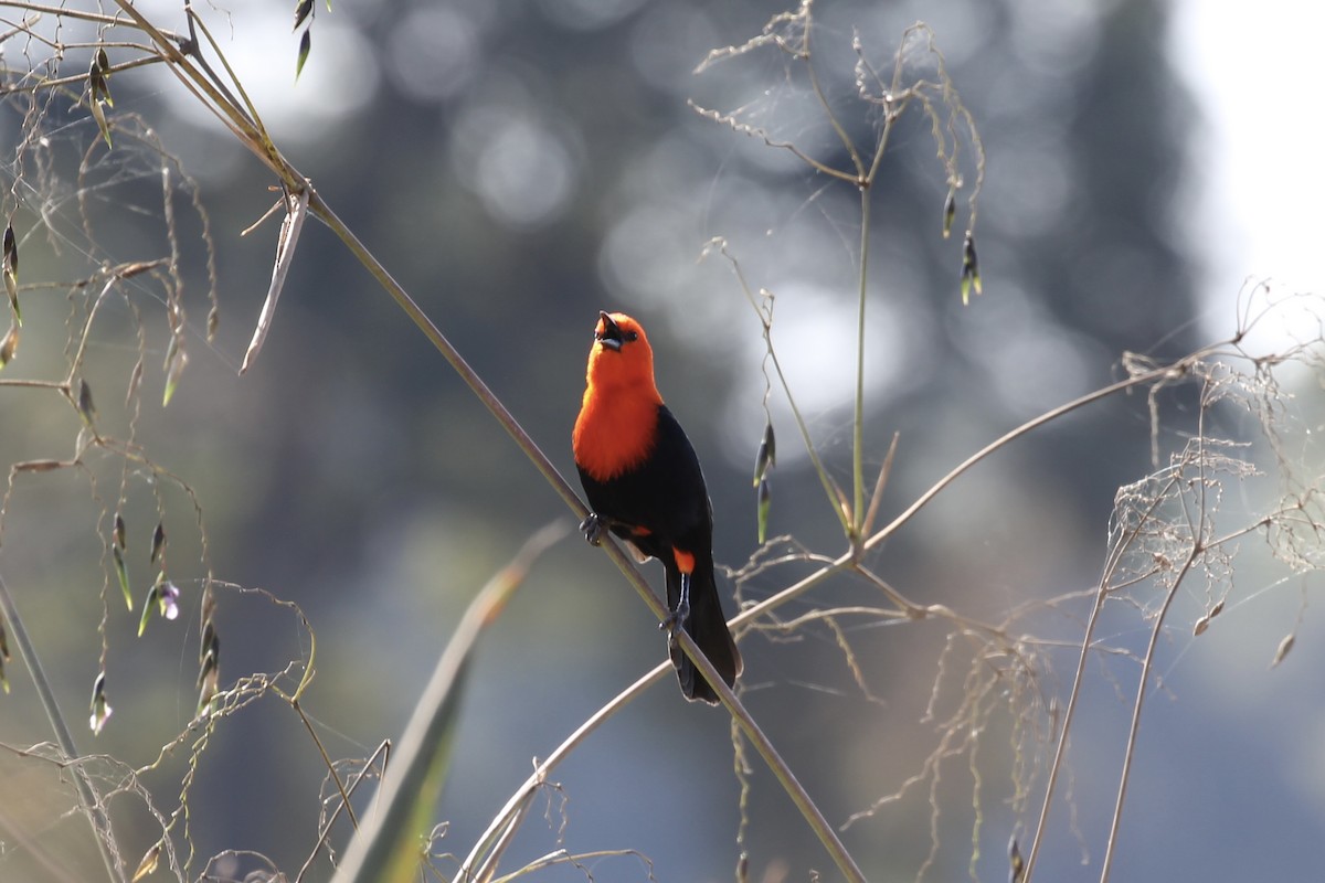 Scarlet-headed Blackbird - ML616728989